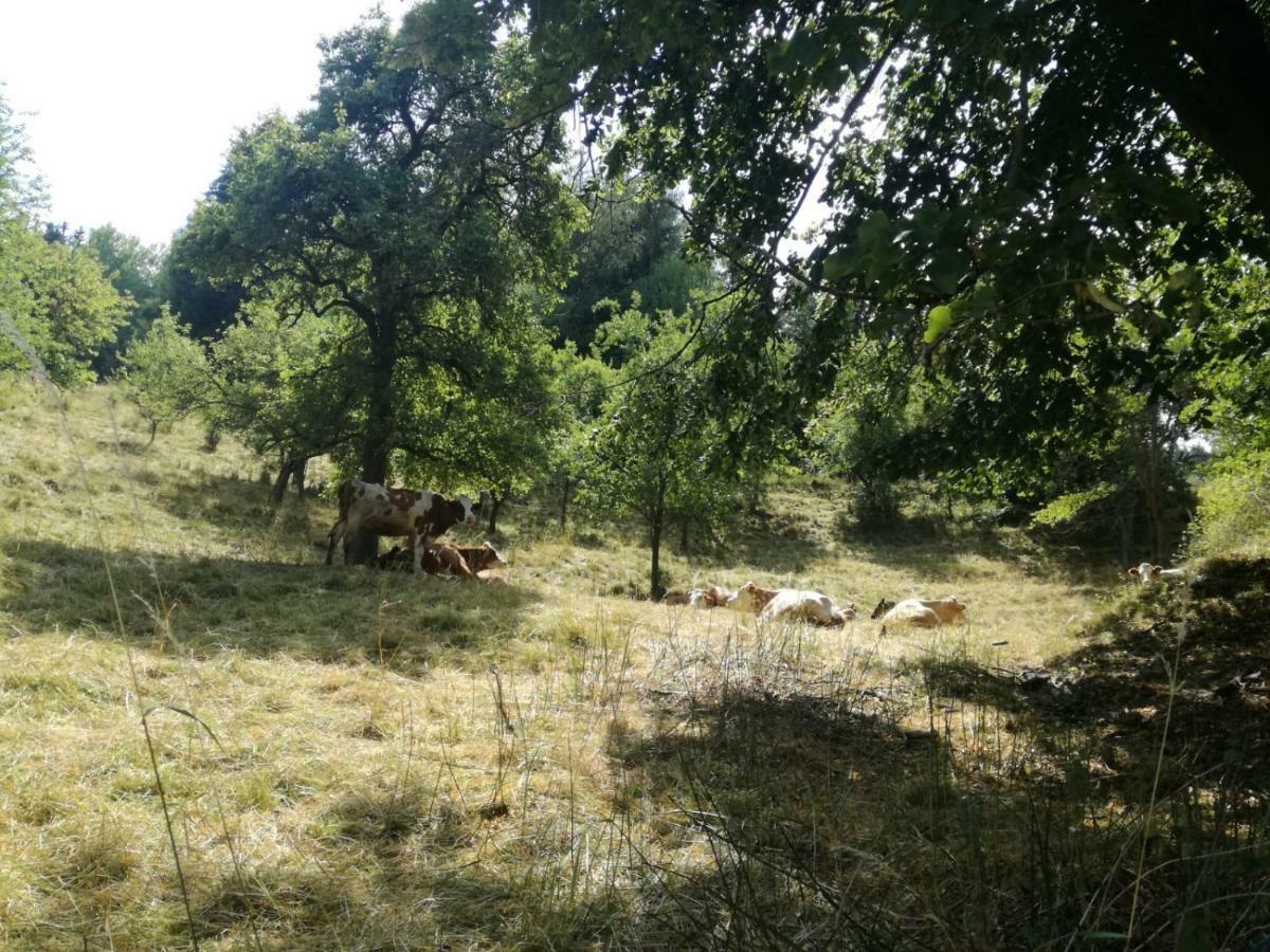 Privatzimmer Wagner Λεόμπεν Εξωτερικό φωτογραφία